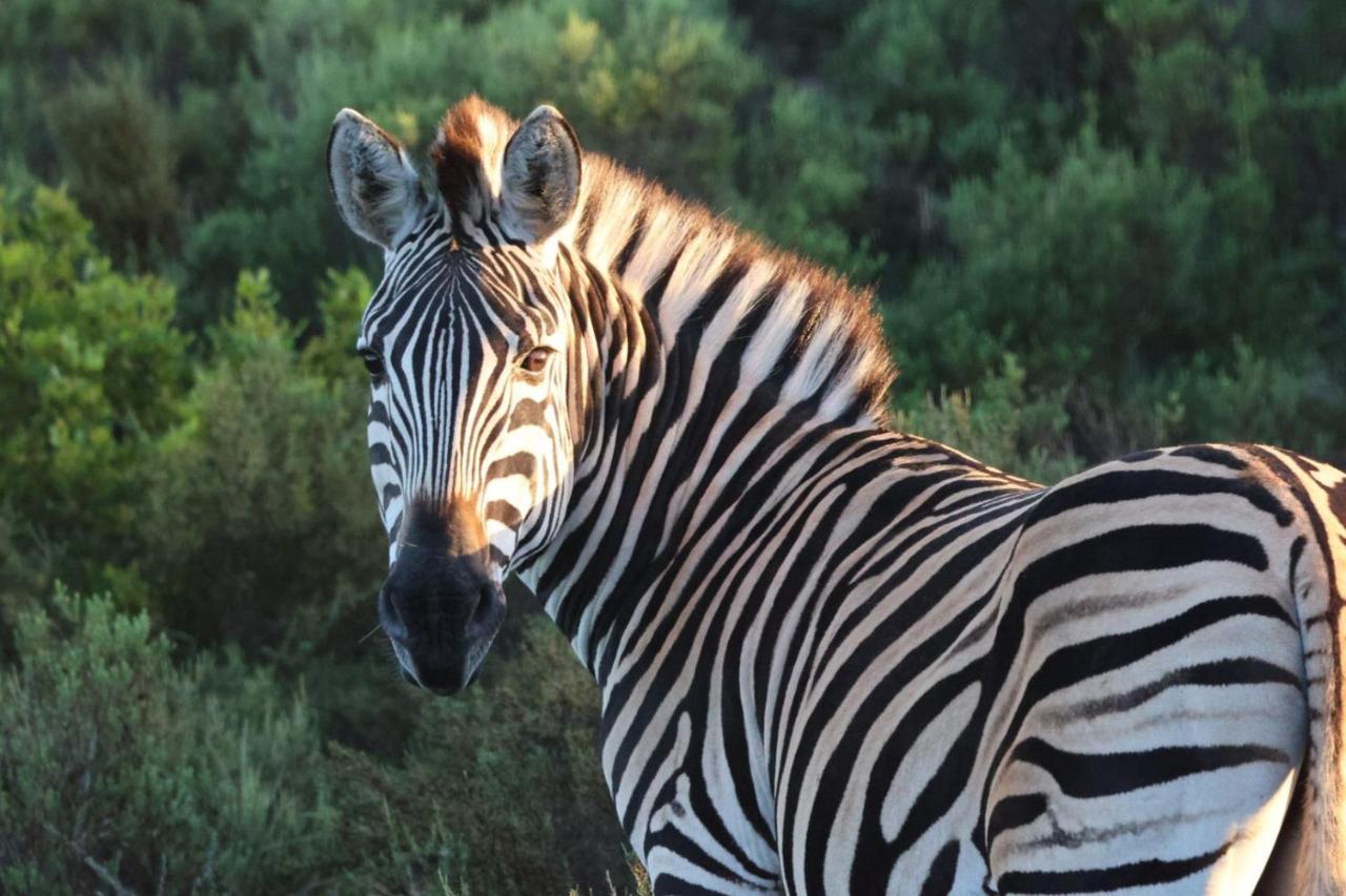 Garden Route Safari Camp Hotel Mosselbaai