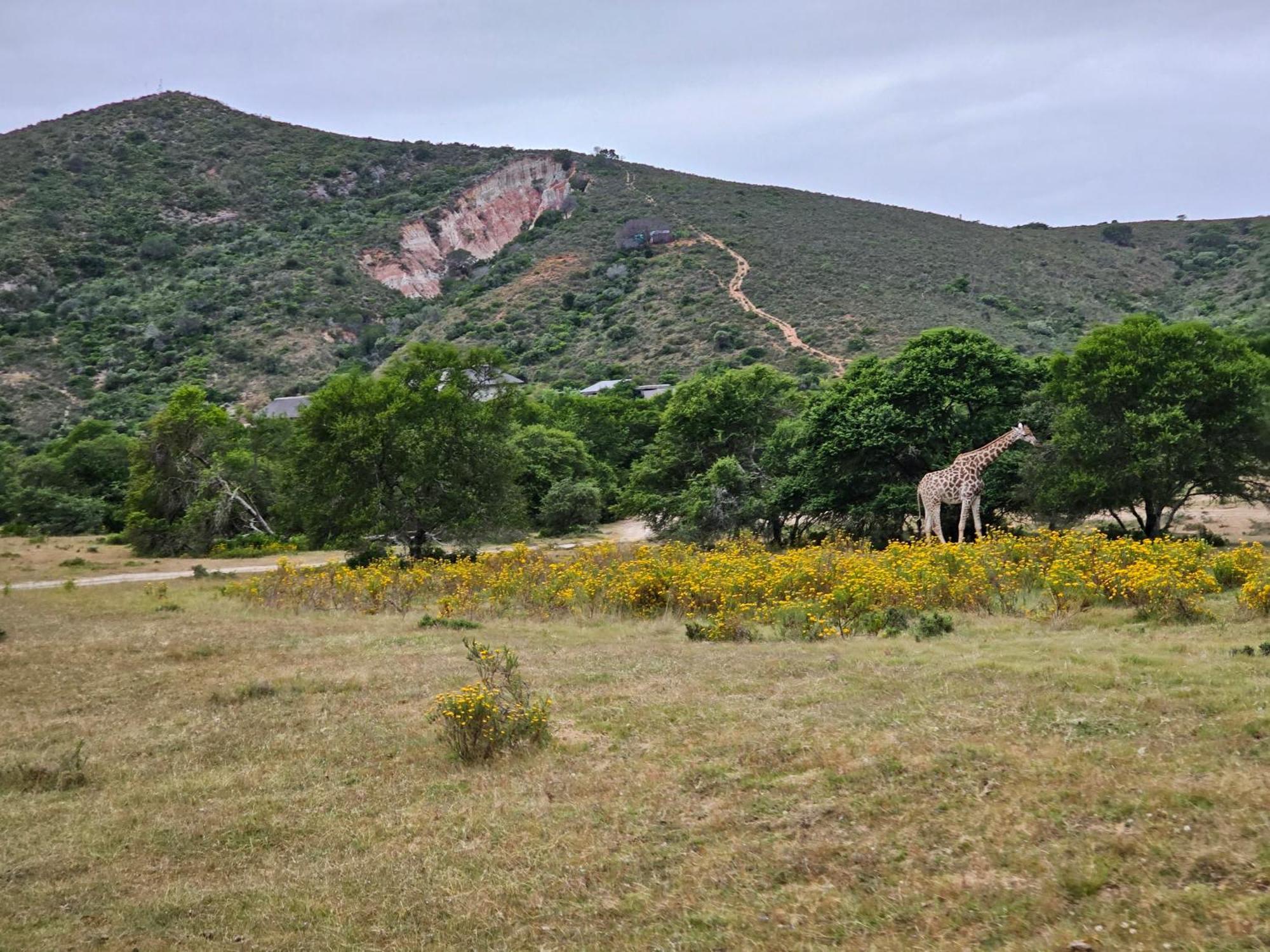 Garden Route Safari Camp Hotel