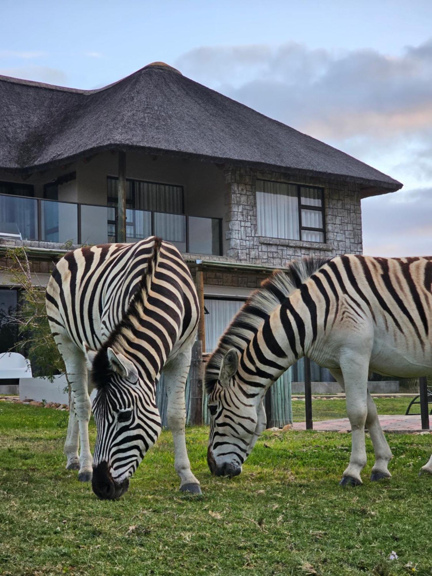 Garden Route Safari Camp Hotel