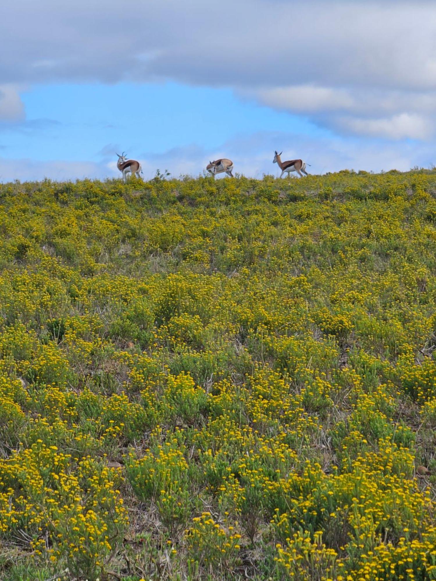 Hotel Garden Route Safari Camp