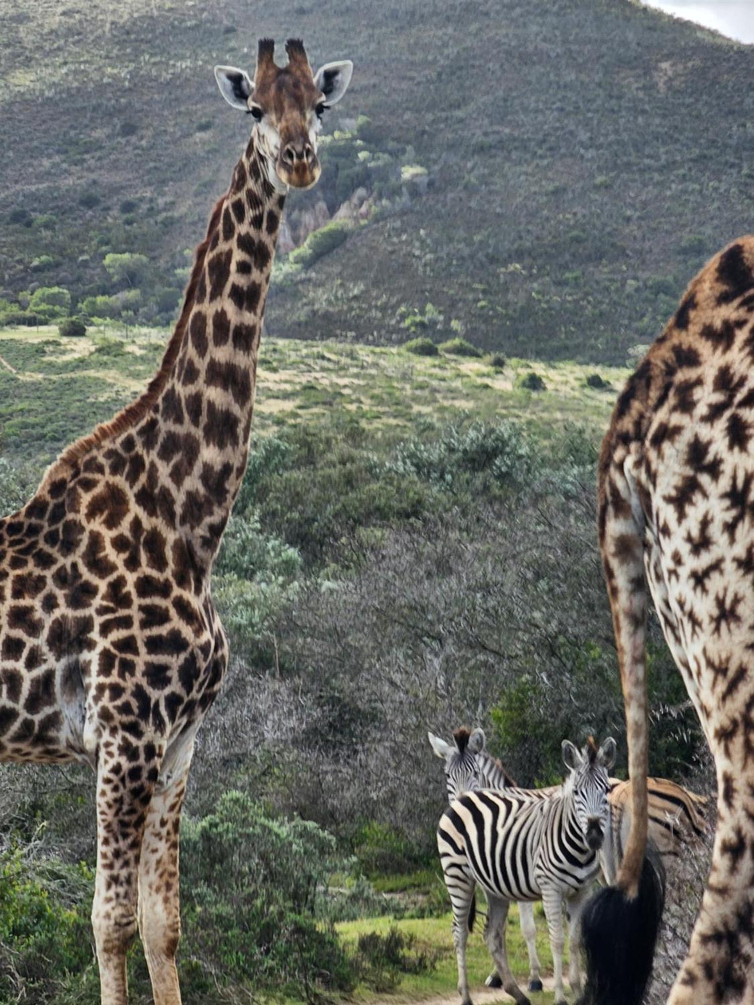 Garden Route Safari Camp Mosselbaai