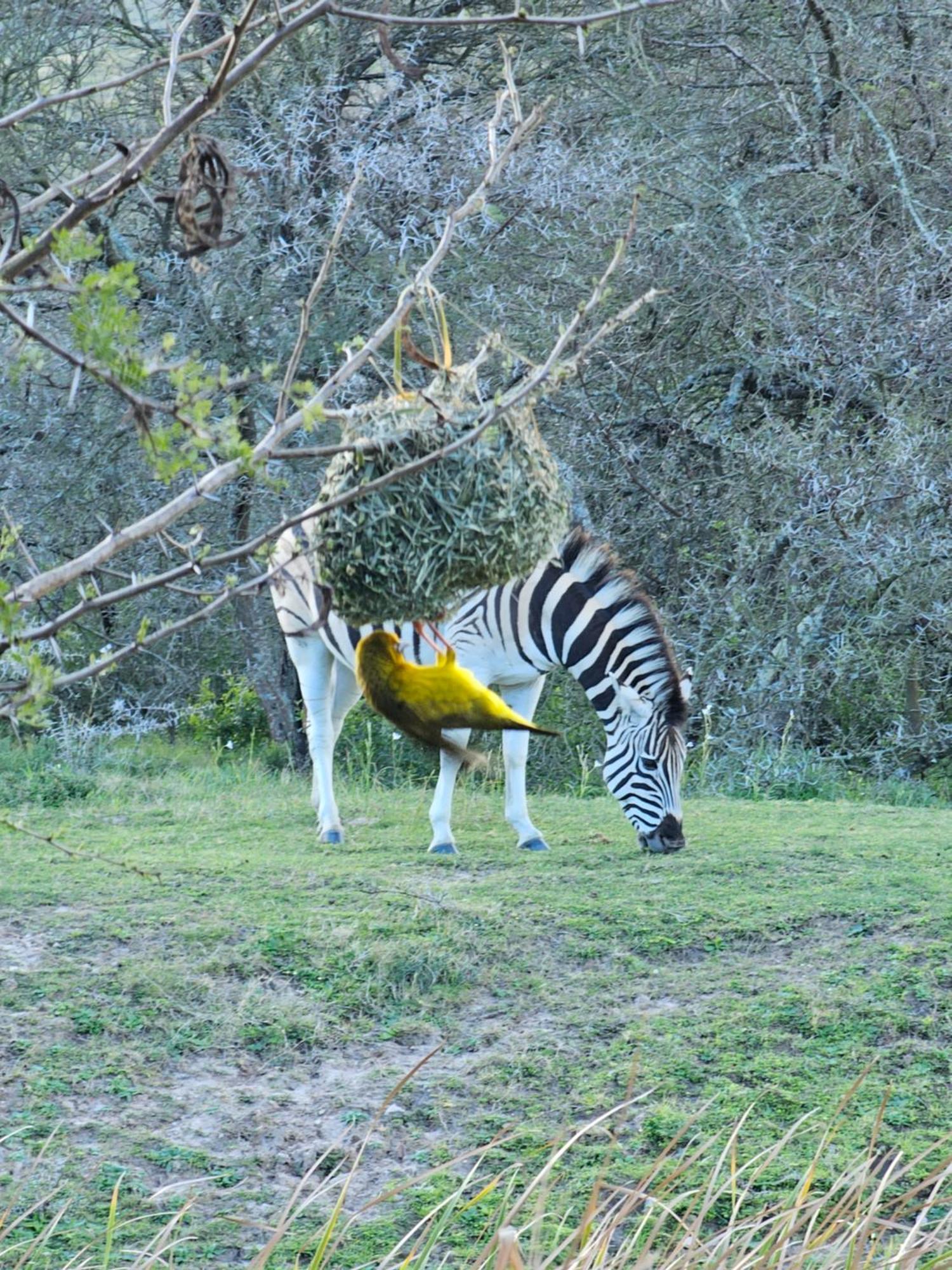 Garden Route Safari Camp Hotel 3*