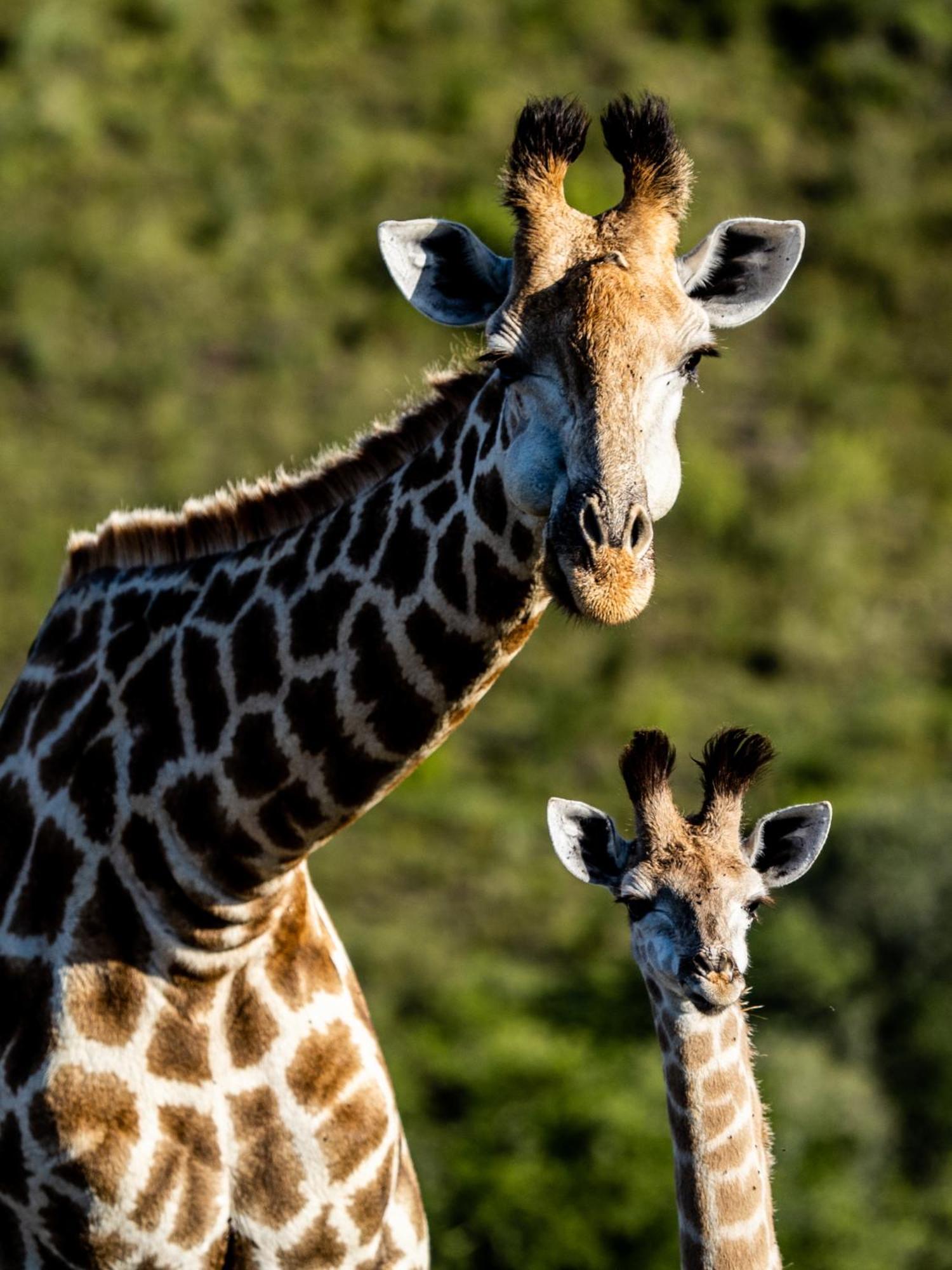 Garden Route Safari Camp 3*