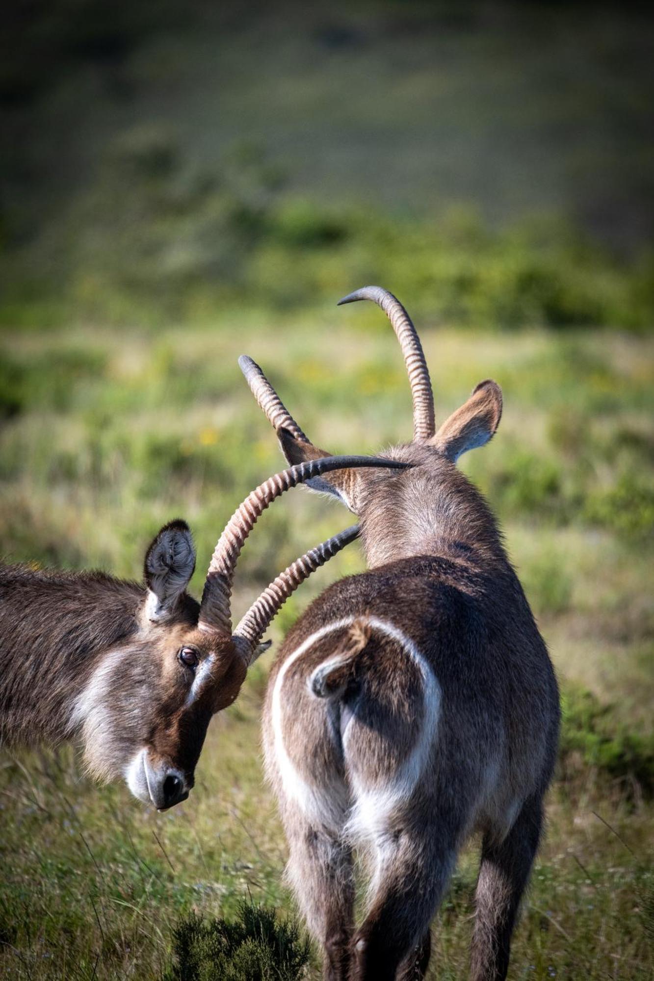 Garden Route Safari Camp 3* Mossel Bay