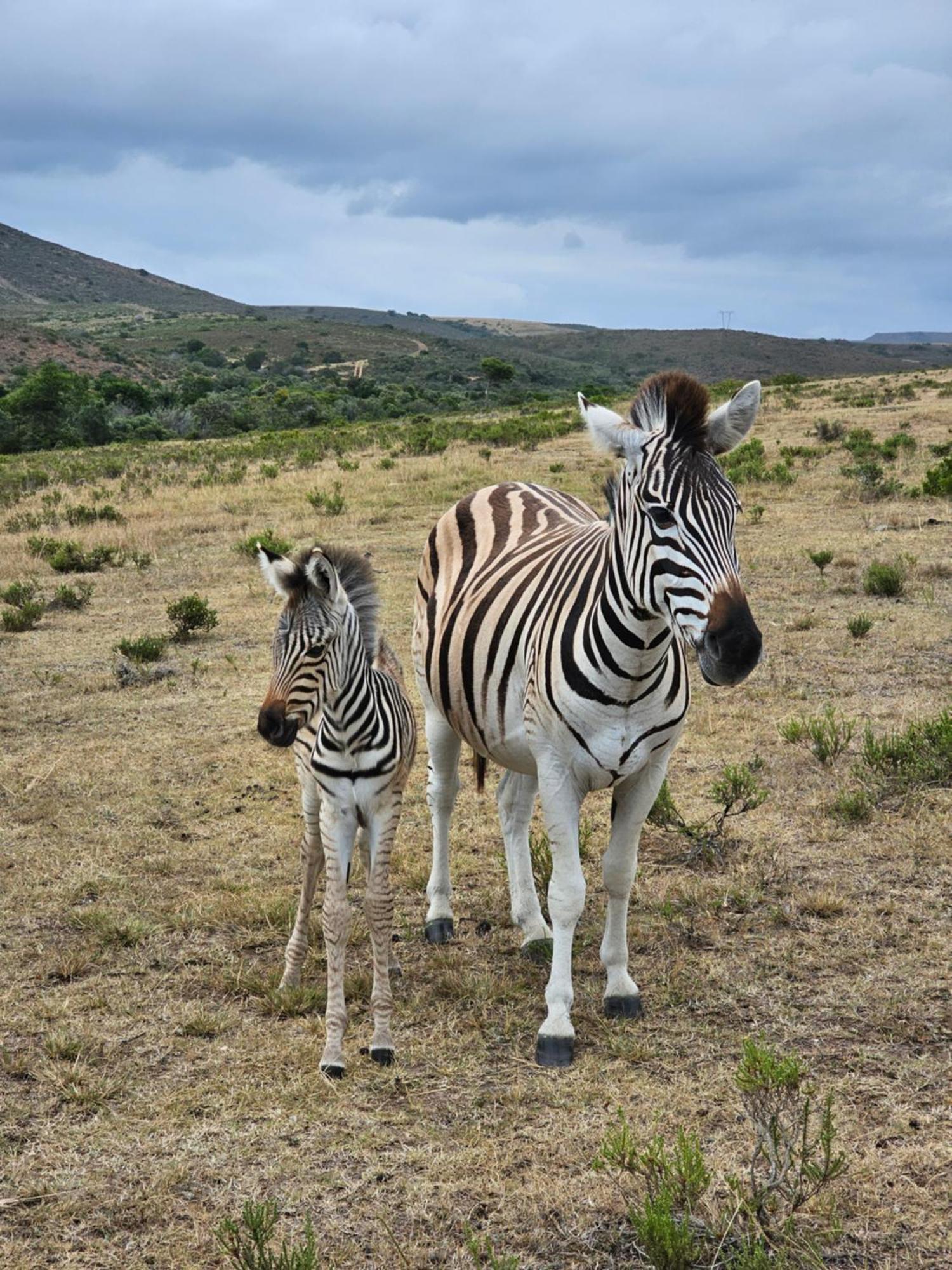 Garden Route Safari Camp 3* Mossel Bay